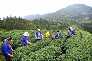 三江扶貧隊員 侗歌傳唱新生活，農副產品暢銷路